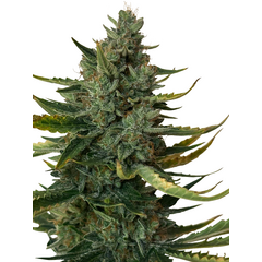 Hot Milf Og Auto, Фасовка: 1